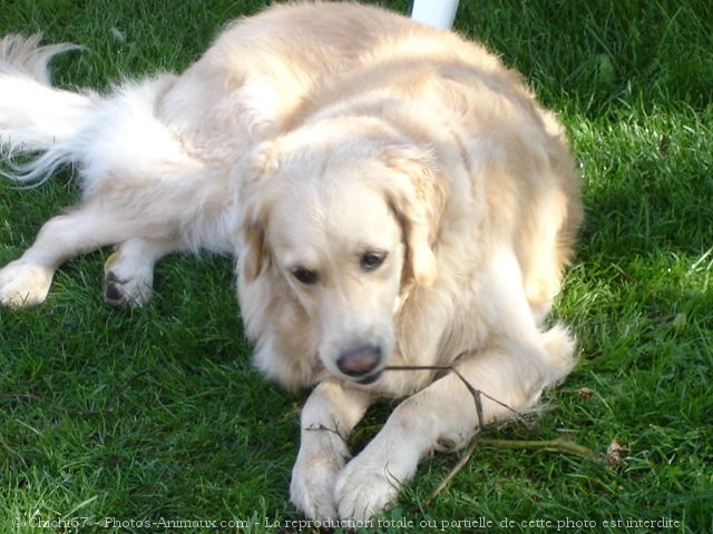 Photo de Golden retriever