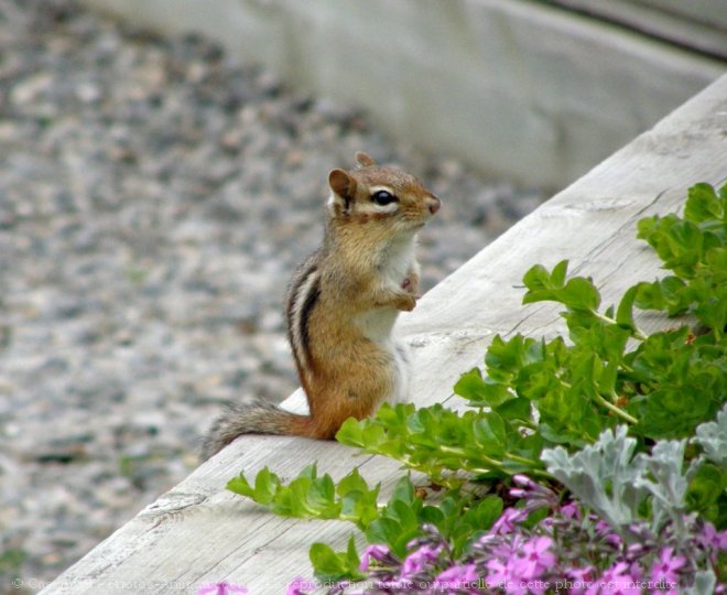 Photo d'Ecureuil