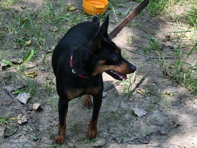 Photo de Pinscher nain