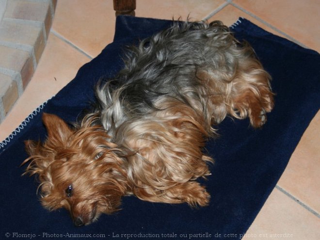 Photo de Yorkshire terrier