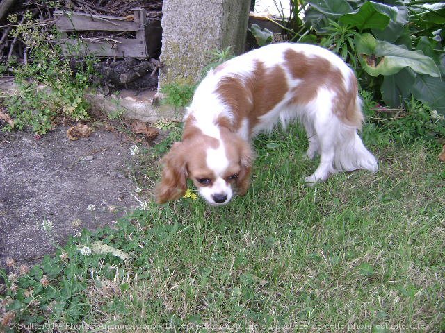 Photo de Cavalier king charles spaniel