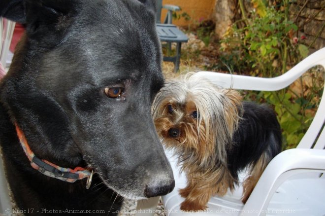 Photo de Yorkshire terrier