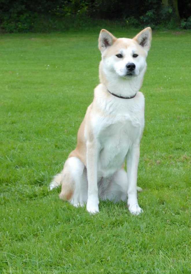 Photo d'Akita inu