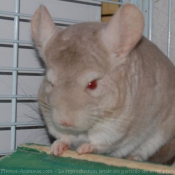 Photo de Chinchilla