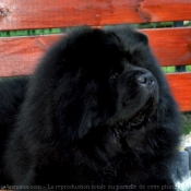 Photo de Chow chow