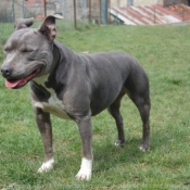 Photo d'American staffordshire terrier