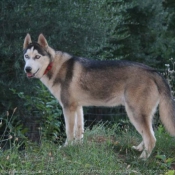 Photo de Husky siberien