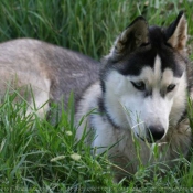 Photo de Husky siberien