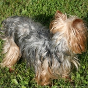 Photo de Yorkshire terrier