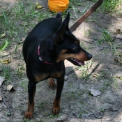 Photo de Pinscher nain