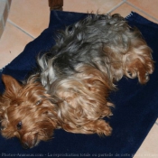 Photo de Yorkshire terrier