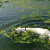 Photo de Dogue argentin