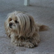 Photo de Lhassa apso