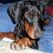 Photo de Dobermann