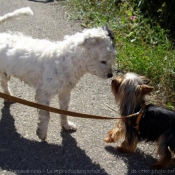 Photo de Yorkshire terrier