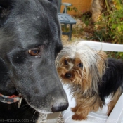 Photo de Yorkshire terrier