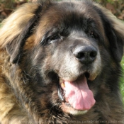 Photo de Leonberg