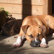 Photo d'American staffordshire terrier