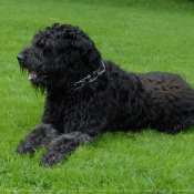 Photo de Bouvier des flandres