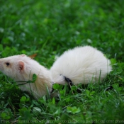 Photo de Furet