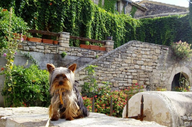 Photo de Yorkshire terrier