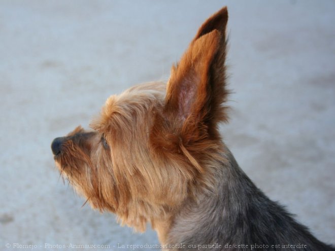 Photo de Yorkshire terrier