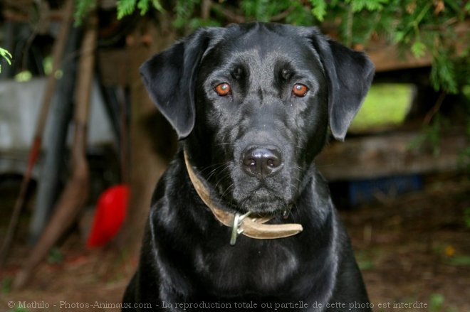 Photo de Labrador retriever