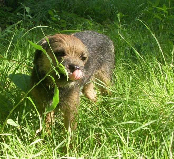 Photo de Border terrier