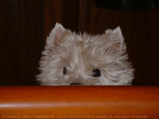 Photo de West highland white terrier