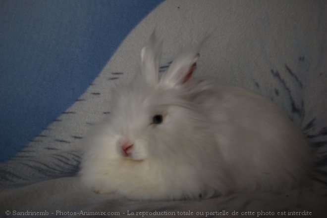 Photo de Lapin