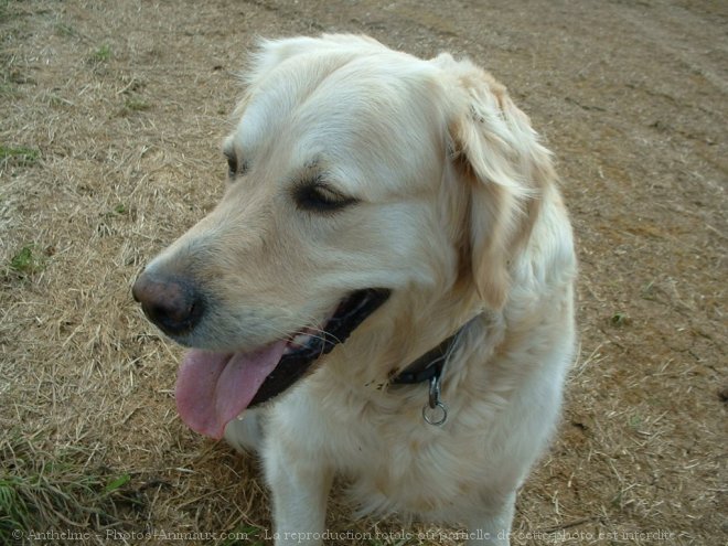 Photo de Golden retriever