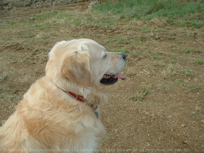 Photo de Golden retriever