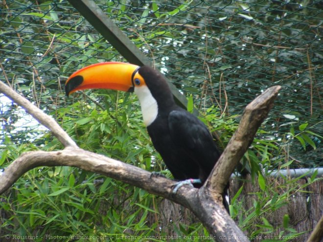 Photo de Toucan toco