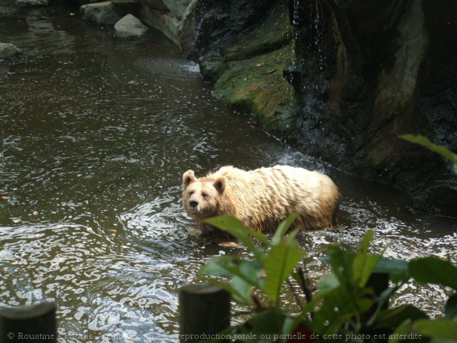 Photo d'Ours