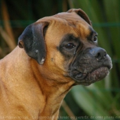 Photo de Boxer