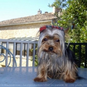 Photo de Yorkshire terrier