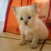 Photo de Ragdoll