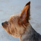 Photo de Yorkshire terrier