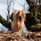 Photo de Yorkshire terrier