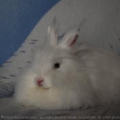 Photo de Lapin