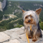 Photo de Yorkshire terrier