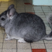 Photo de Chinchilla