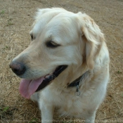 Photo de Golden retriever