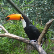 Photo de Toucan toco