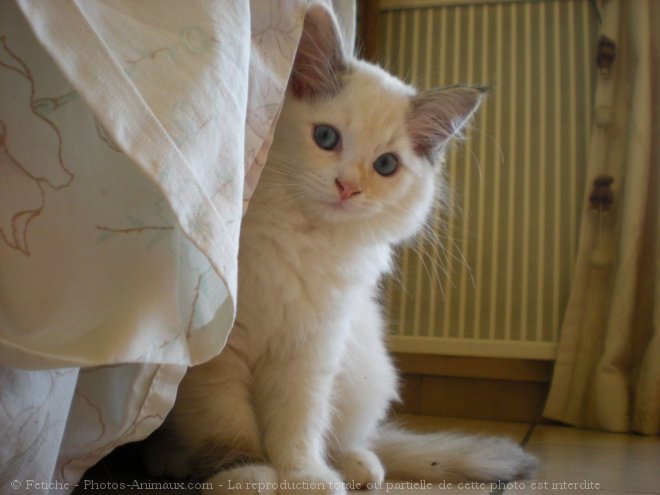 Photo de Ragdoll