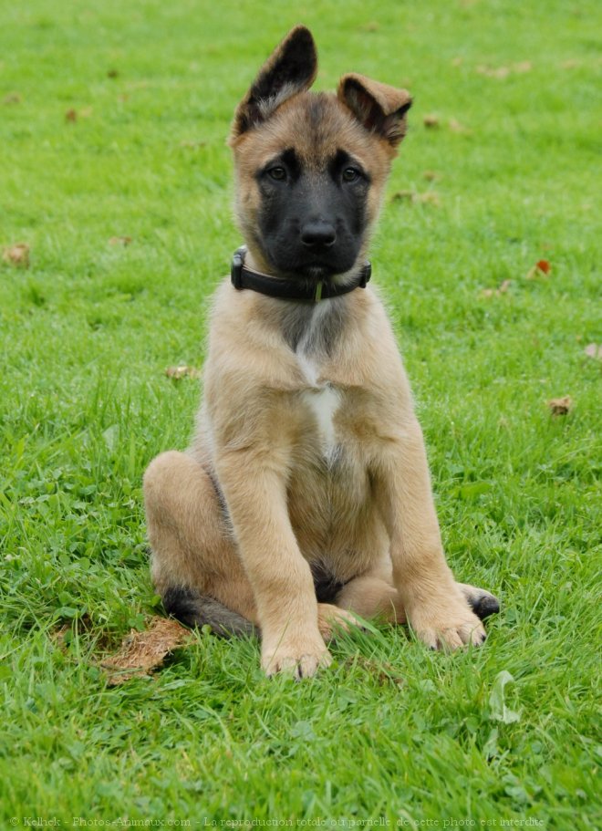 Photo de Berger belge malinois