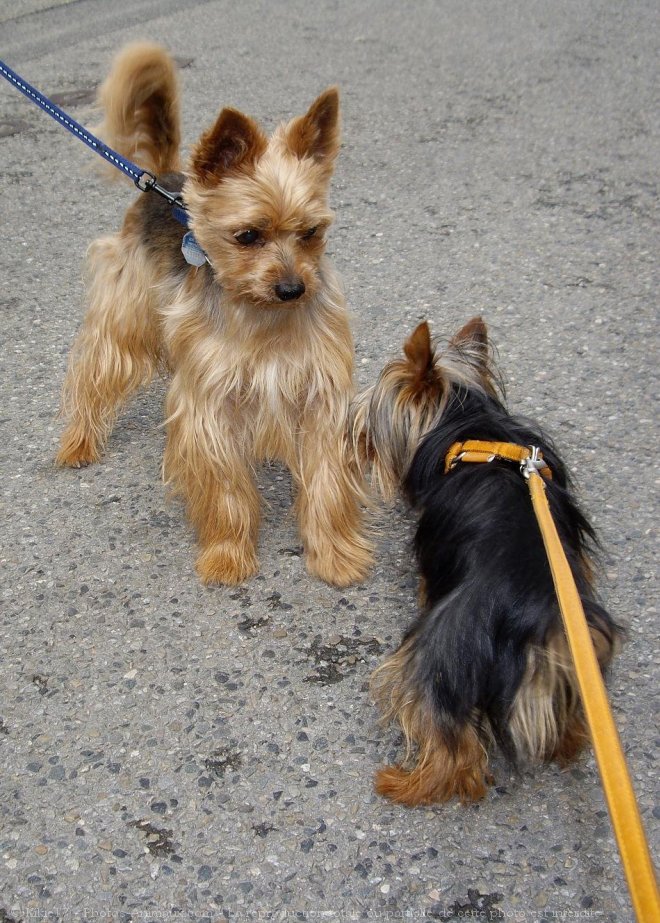 Photo de Yorkshire terrier