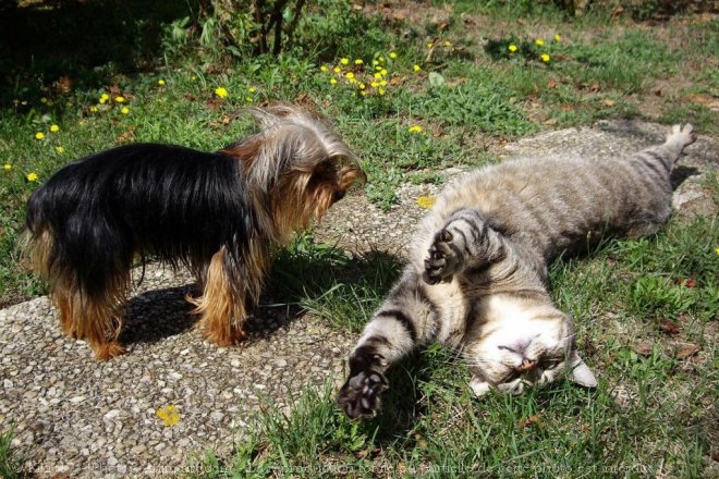 Photo de Races diffrentes