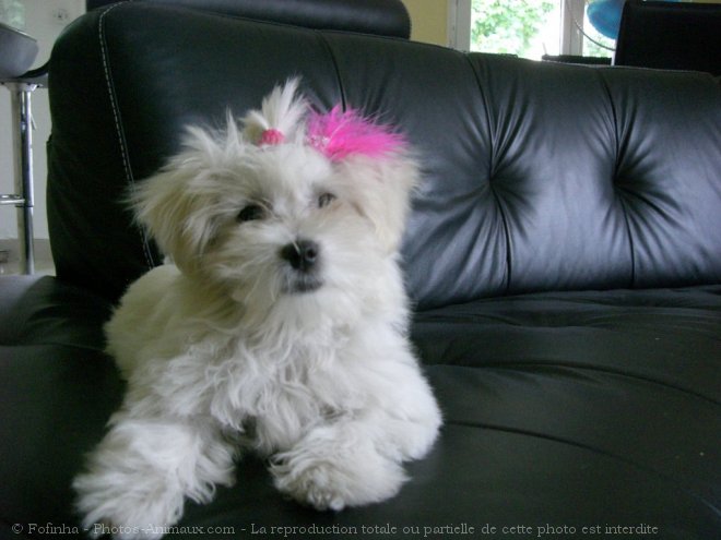 Photo de Bichon maltais