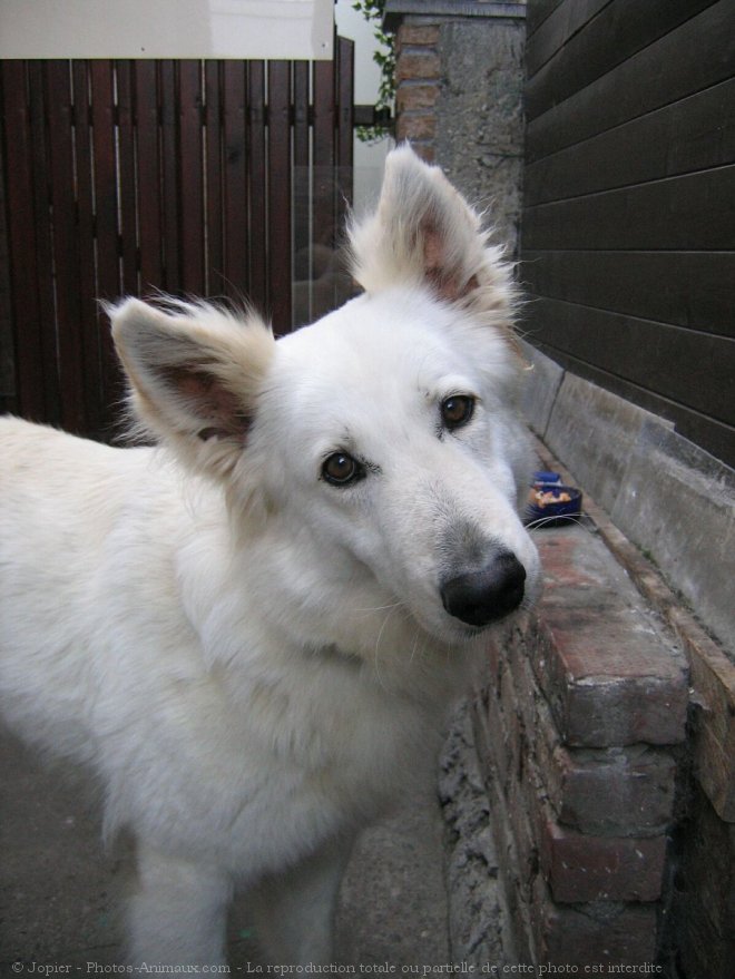 Photo de Berger blanc suisse